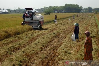 Kementan memperluas areal tanam padi 250.000 hektare
