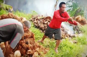 Legislator Kotim dukung investor garap potensi kelapa