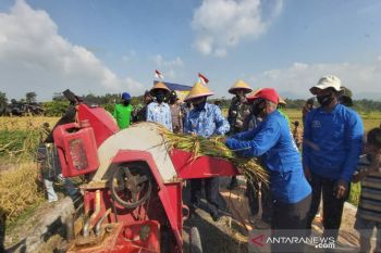 Petani Kulon Progo  panen raya padi masa tanam kedua
