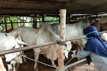 Bantul antisipasi penyakit menular hewan kurban