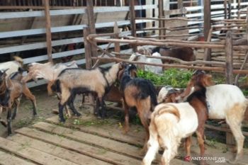 Hampir separuh kambing di sentra kurban Palembang  belum penuhi syarat