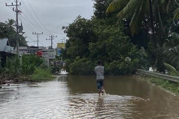 Hujan deras dan badai buat sejumlah lokasi di Pasaman Barat banjir dan pohon bertumbangan
