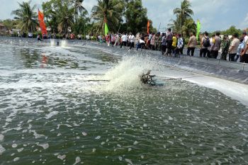 Menteri KKP minta budi daya udang di Lampung Timur  diintensifkan