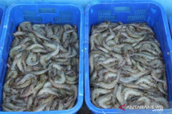 Hipmikindo akan jembatani masalah harga udang windu yang anjlok