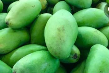 Selain cegah mual, inilah manfaat lain dari mangga mentah