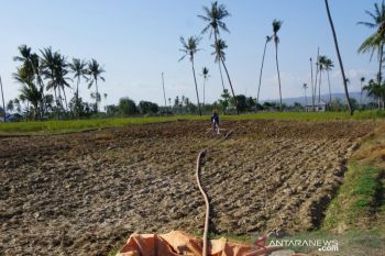 Petani Sulteng harus ikut program asuransi antisipasi dampak bencana