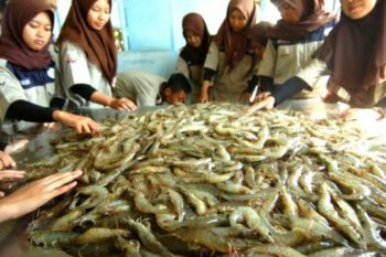 Menteri KP: Indonesia berpeluang rebut pasar udang dunia