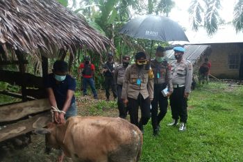 Sedang beraksi, sindikat pencuri ternak ditangkap polisi