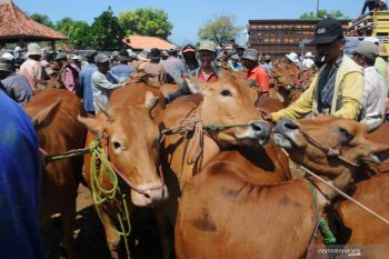 Harga sapi Madura naik