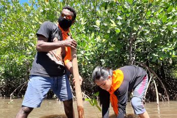 MPA Artsas Hijaukan Pantai Kampung Ambong dengan Bibit Mangrove