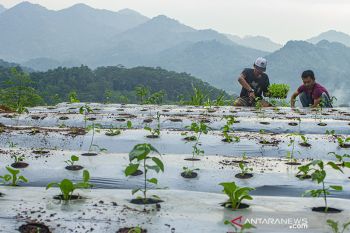Regenerasi petani muda