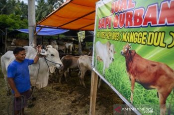 Penjualan sapi untuk korban