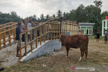Pemda DIY perkirakan omzet penjualan hewan kurban turun sekitar 50 persen