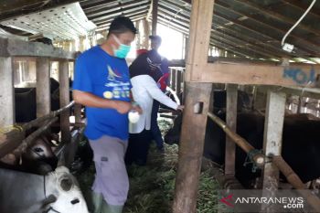 Pemeriksaan kesehatan hewan kurban di Padang Panjang terkendala jarak