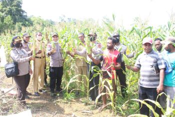 Kapolres Biak panen jagung program ketahanan pangan Polsek Yendidori