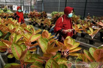 Indonesia berpotensi besar menjadi pengekspor tanaman aglaonema