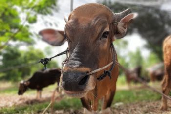 15 ekor hewan kurban di Kabupaten Bintan terserang penyakit