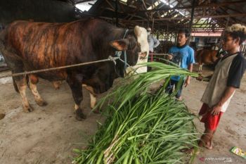 Presiden Jokowi siapkan sapi kurban berbobot 1,3 ton buat warga Kalteng