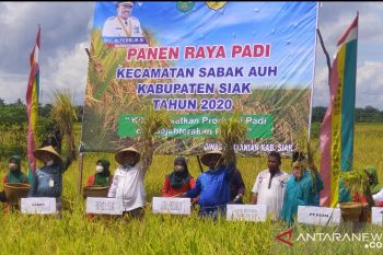 Bupati Siak panen raya di Sabak Auh hasil padinya 6-8 ton per ha