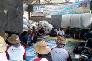 BI Sumbar bantu pengembangan klaster padi organik di Agam, hasil panen capai 6,5 ton per hektare