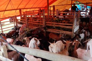 Minat beli hewan kurban relatif menurun