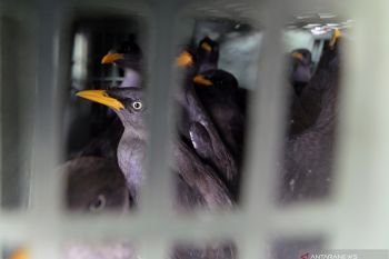 1.527 burung tanpa dokumen disita BKSDA