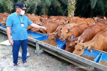 Dorong pengembangan sektor peternakan di Kalteng