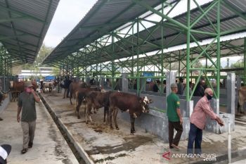 1.065 panitia kurban mengurus izin penyembelihan hewan di Kulon Progo