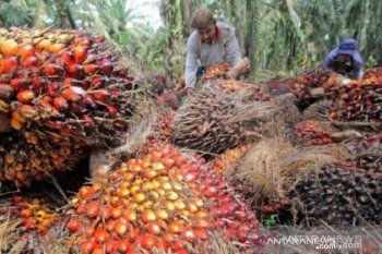 Produksi CPO meningkat 13,74 persen pada Agustus