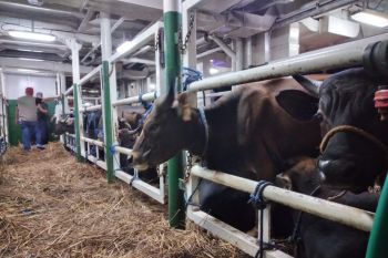 Ratusan sapi kurban asal Kupang tiba di Pelabuhan Dumai