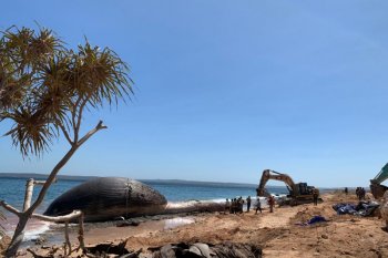 KKP kuburkan paus biru yang terdampar di pantai Kupang
