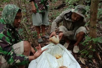 Petani madu hutan banjir pesanan di era pandemi