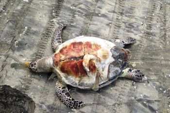 Bangkai penyu dewasa ditemukan di pantai wisata Mutiara Baru Lampung Timur
