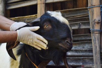 Animal slaughter at Medan Grand Mosque scrapped over COVID-19 fears