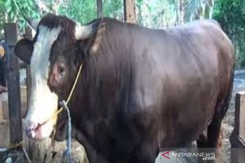 Presiden Joko Widodo sumbang sapi Simental untuk kurban di Sultra