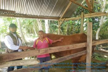 Pemprov Papua terima bantuan sapi kurban dari Presiden Jokowi