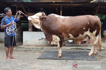 Sapi dari Jokowi seberat 847 Kg siap dikirim ke Kabupaten Lebong Bengkulu