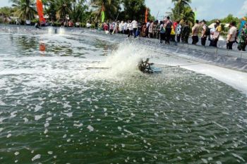 Budi daya udang vanamei jadi harapan baru petambak Lampung Timur