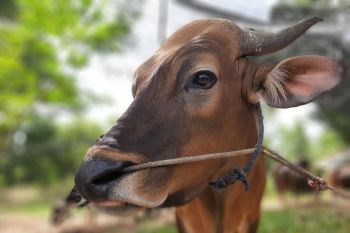 47 ekor sapi disumbangkan ASN Pemkot Tanjungpinang untuk kurban