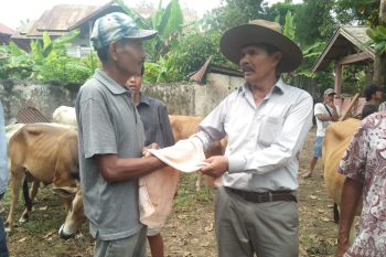 Karena COVID-19, daya beli terhambat hingga harga sapi kurban di Padang Pariaman turun 10 persen