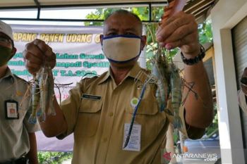 Bantul mengembangkan budi daya udang galah di lahan persawahan