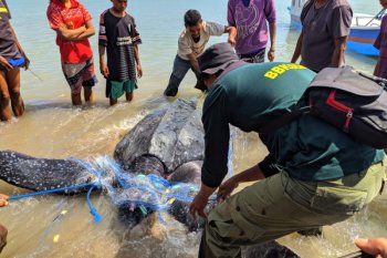 BBKSDA NTT selamatkan penyu belimbing  raksasa