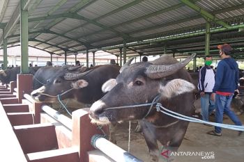 Muhammadiyah Kudus sarankan penyembelihan hewan kurban di RPH