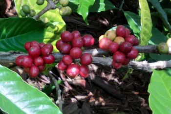 Petani kopi robusta Tanggamus bertahan di tengah pandemi