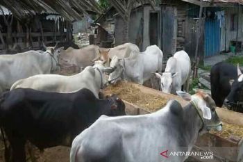 Harga hewan kurban di Palu turun  jelang Idul Adha