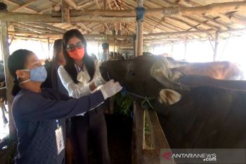 Sejumlah hewan kurban di Kapuas tak layak potong