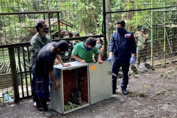 Indonesia menerima repatriasi 91 satwa endemik dari Filipina