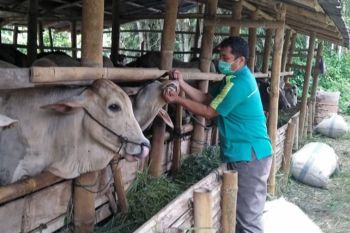 Sebelum disemblih 3.437 ekor hewan kurban telah diperiksa kesehatannya oleh Dinas Pertanian Agam