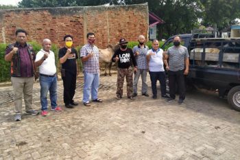 Rycko Menoza kurban tujuh ekor sapi