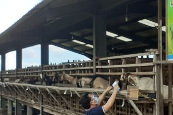 Pembagian daging kurban di Batam tidak pakai kupon